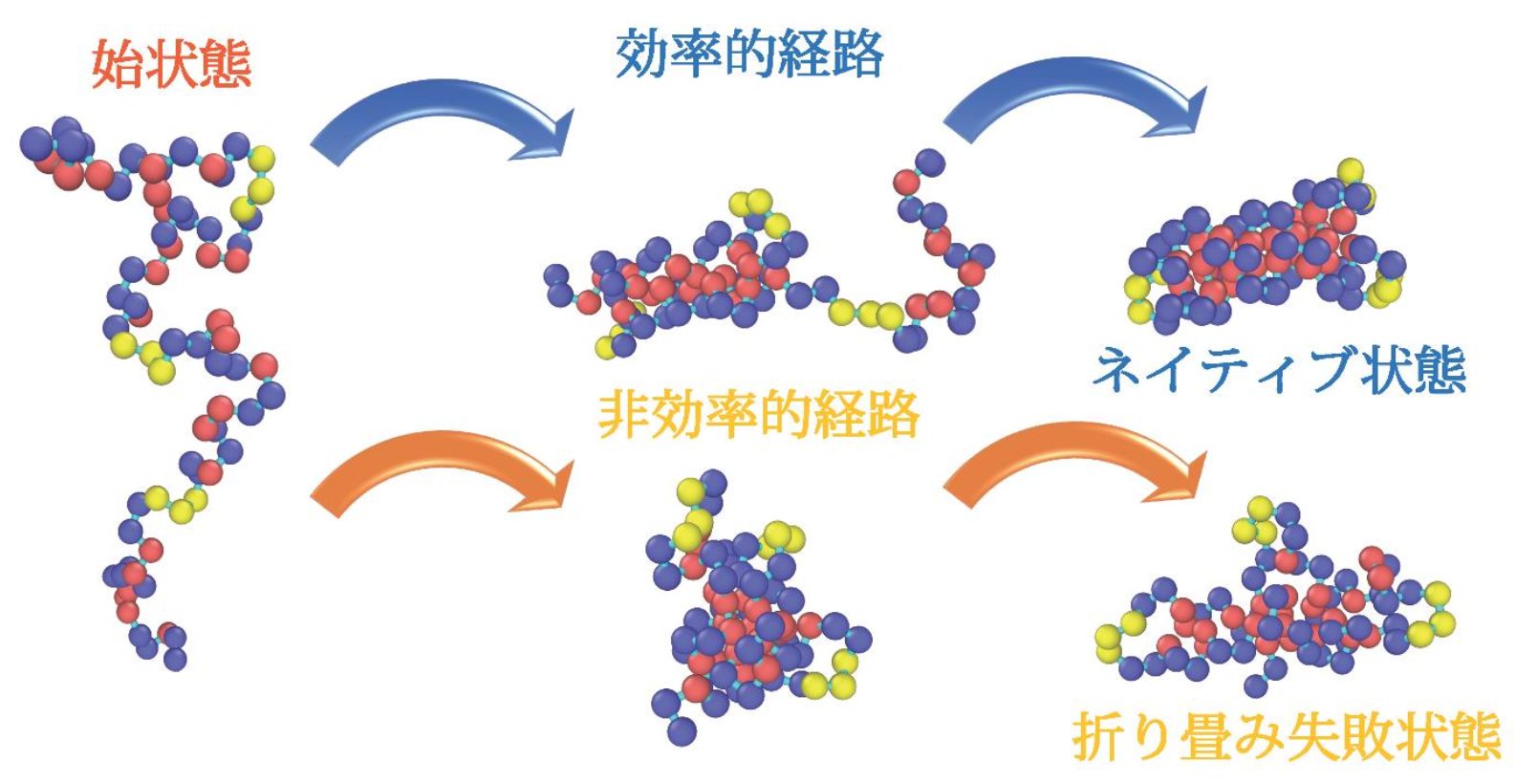 Differences in the way of protein folding