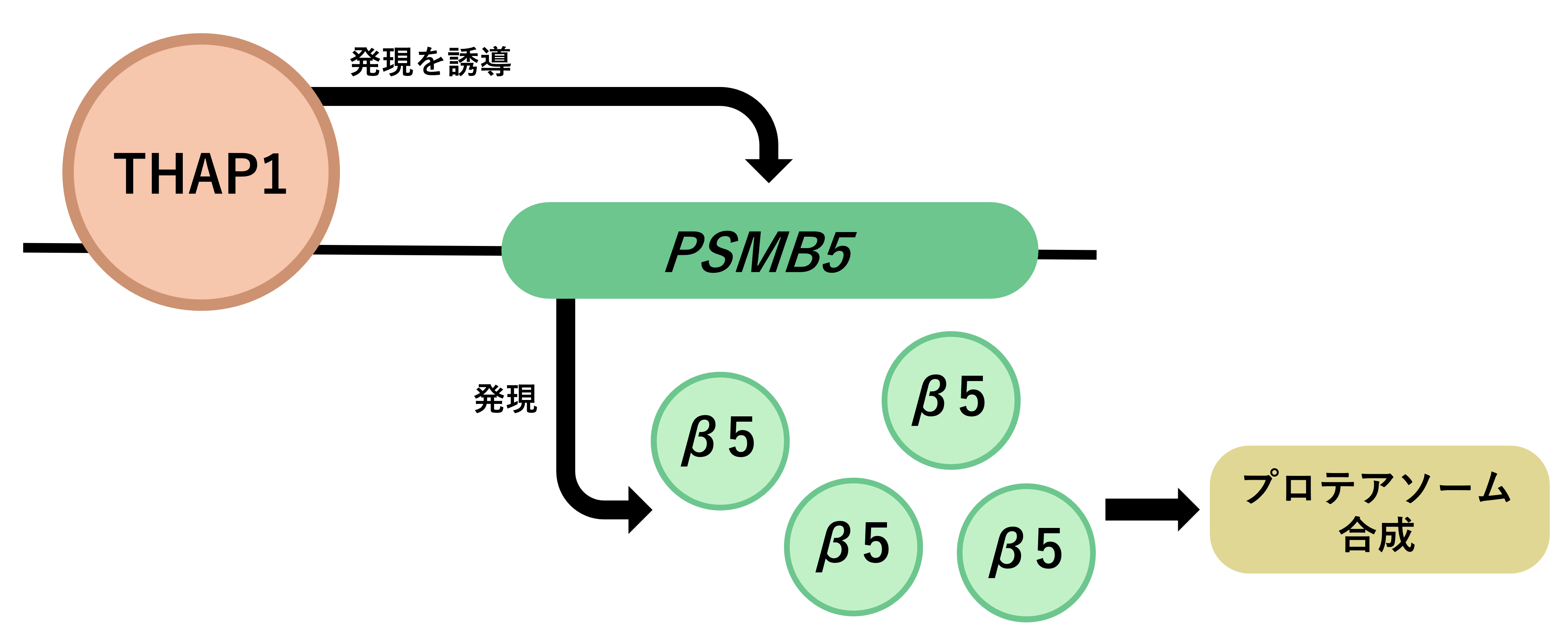 THAP1がPSMB5上流に結合してβ5の発現を制御する機構もモデル図