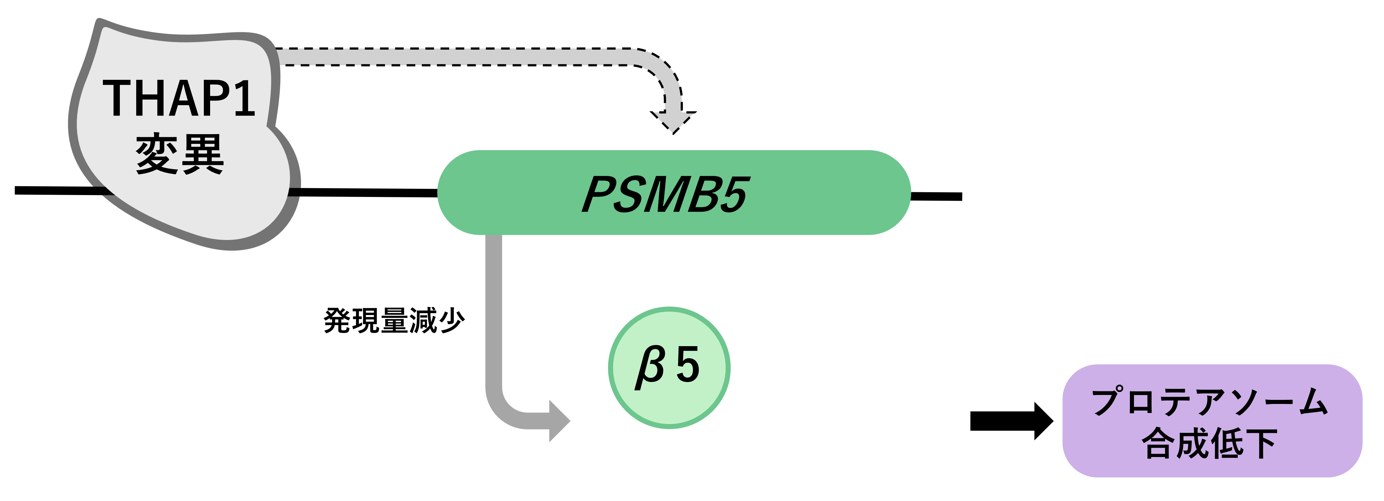 THAP1がPSMB5上流に結合してβ5の発現を制御する機構もモデル図