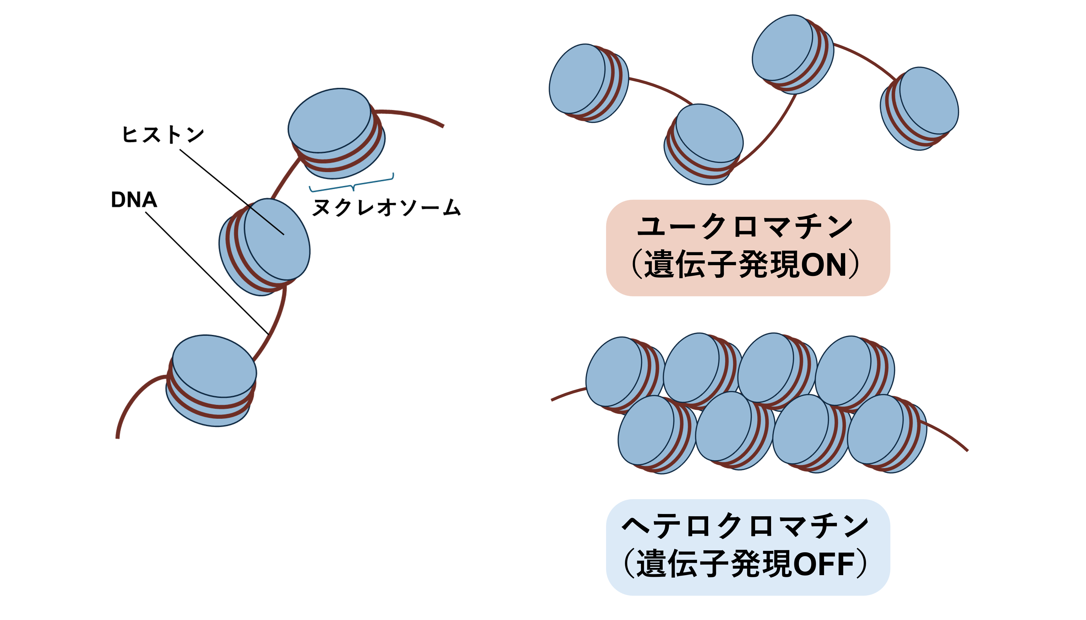 ヌクレオソーム、ユークロマチン、ヘテロクロマチンの説明