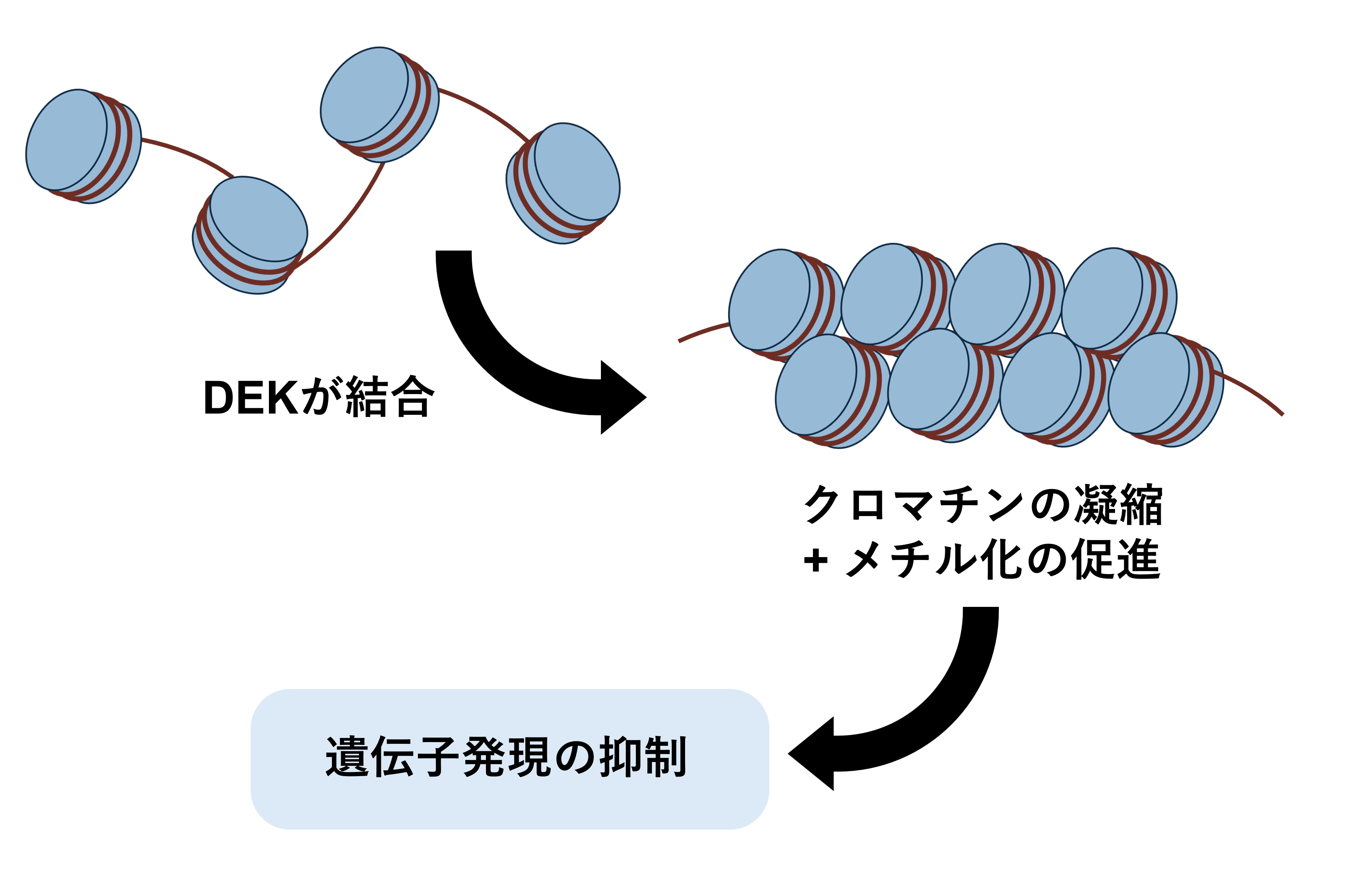 DEKがヘテロクロマチン形成に寄与する